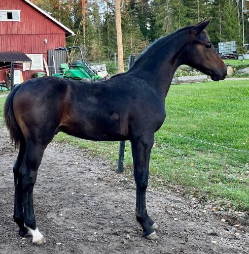 Jaybird's Charming Boy
