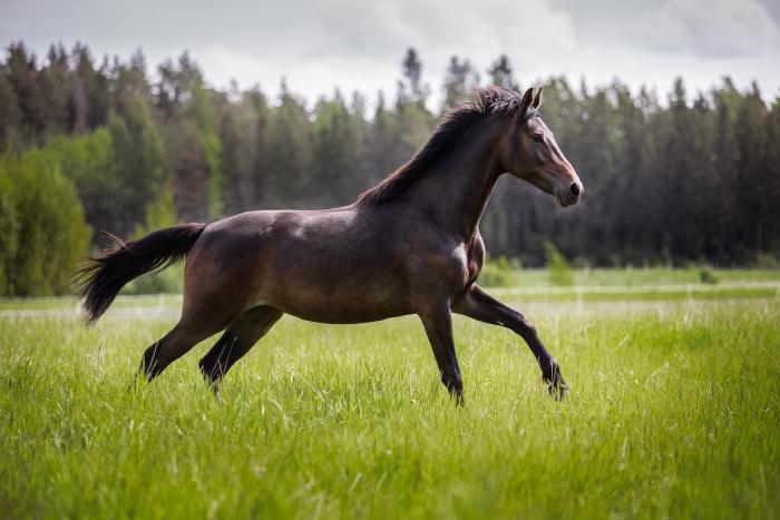 Jaybird's Cicciolina - Kuva: Annika Mäki