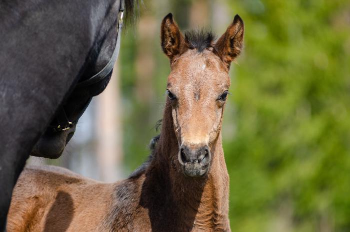 Jaybird's Clintendro