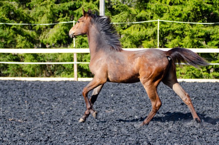 Jaybird's Contessa