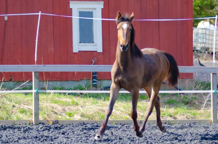 Jaybird's Contessa