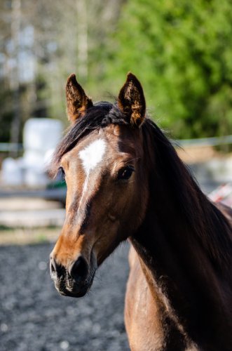 Jaybird's Contessa