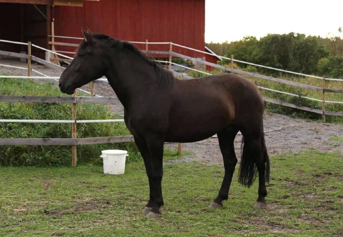 Kankalon Moona - Kuva: Eila Puhakka