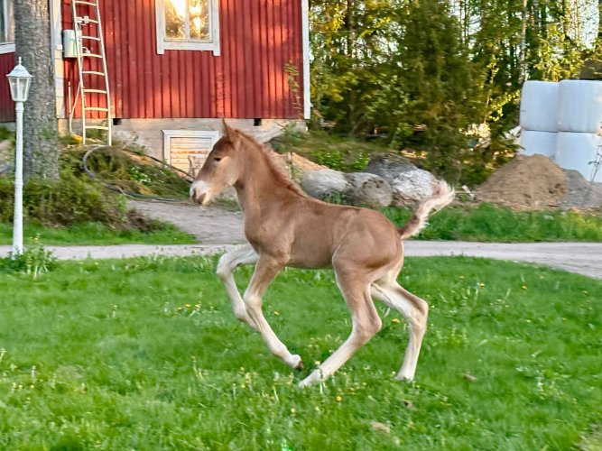 Närhisen Jekutus
