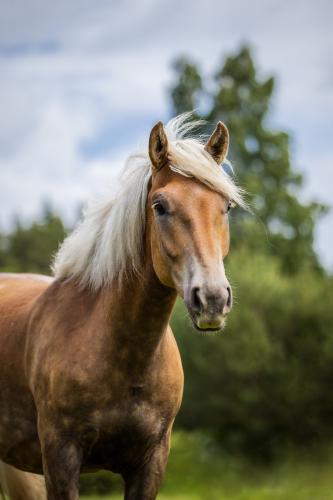 Närhisen Jiipee - Kuva: Annika Mäki
