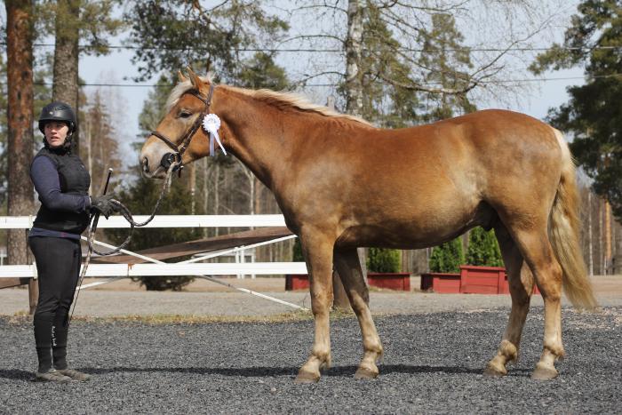 Närhisen Jiipee - Kuva: Taru Peltosaari