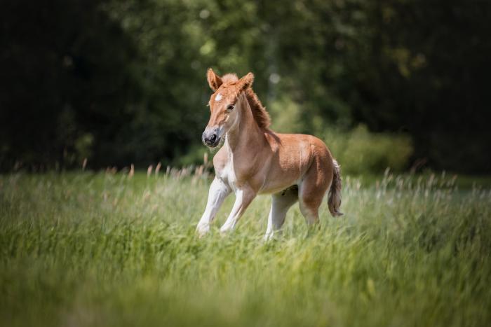 Närhisen Novelli - Kuva: Annika Mäki