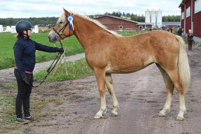 Närhisen Pikkumyy - Kuva: Enna Lahti 2024