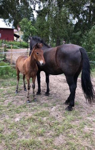 Närhisen Räsynukke