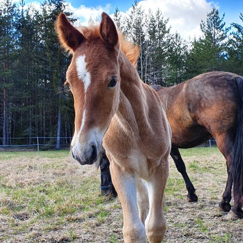 Närhisen Sirius - Kuva: Minna Korkalainen