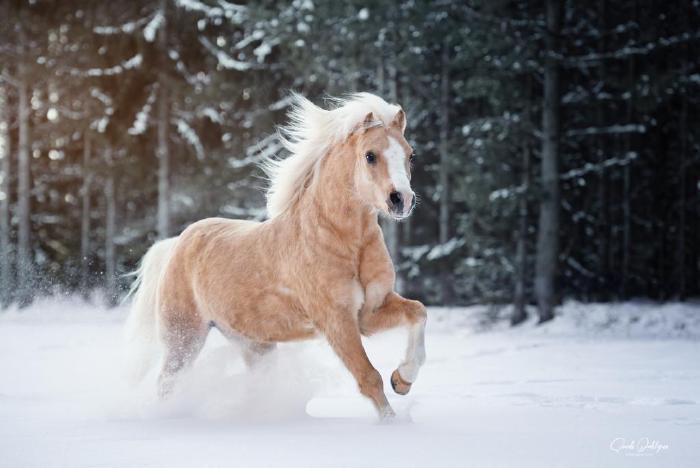 Wanhantuvan GP - Kuva: Sarah Dahlgren Photography